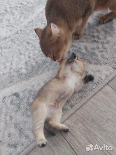 Шотландские котята