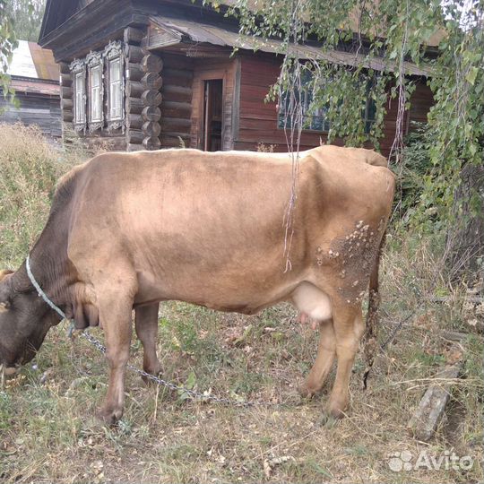 Коровы дойные