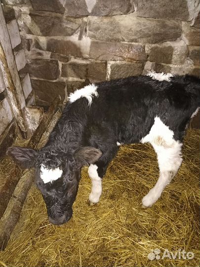 Продам телочку