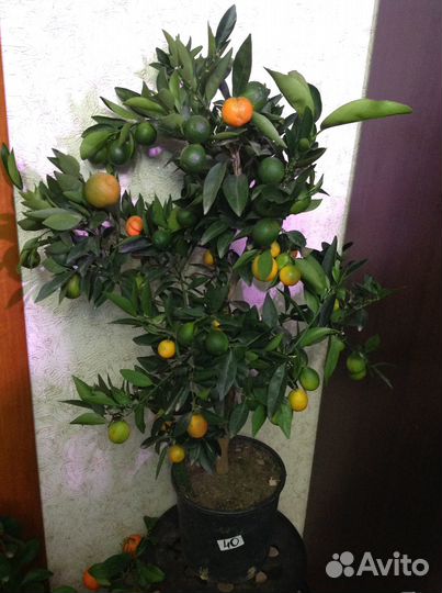 Кумкват Кукле с фото усыпан яркими плодами красаве