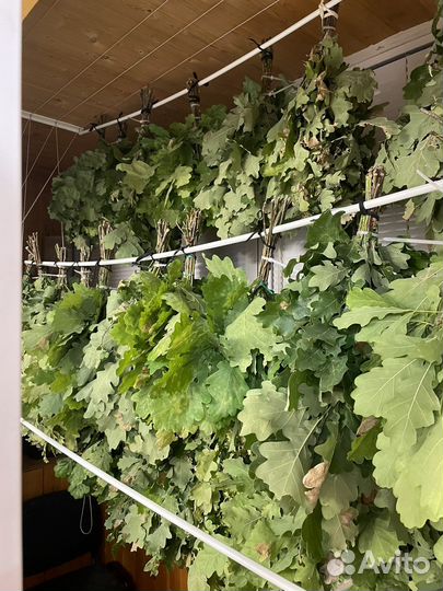 Веники дубовые