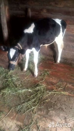 Бычок 4 месяца