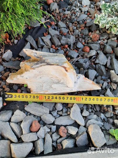 Окаменелое дерево