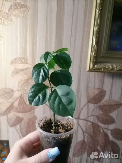 Домашние растения, цветы