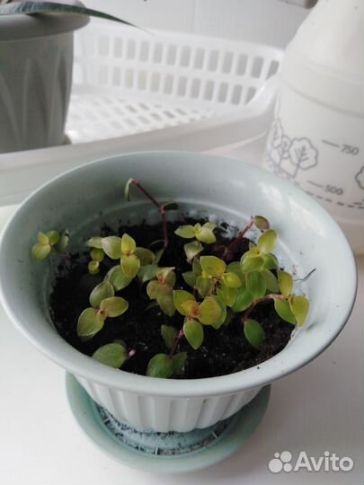 Фикус, Бегония, Каллизия