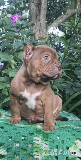 Американский булли