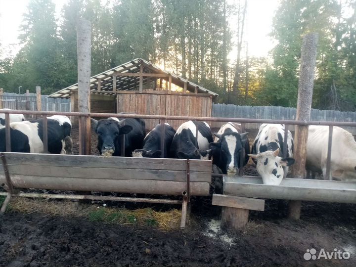 Быки, поросята
