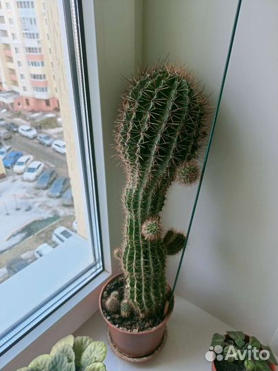 Кактусы и суккуленты