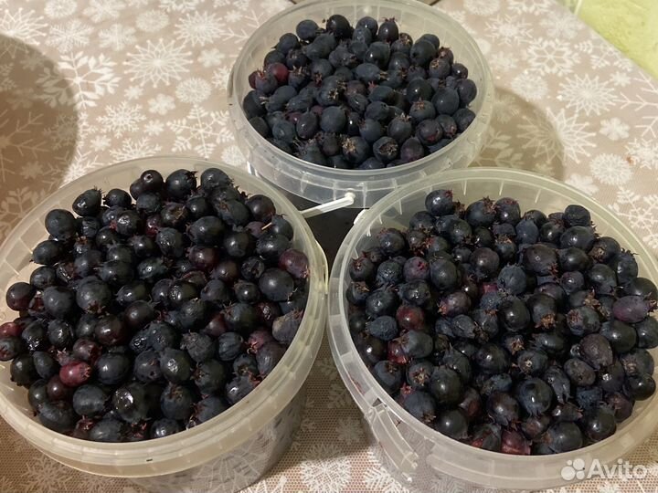 Свежая ирга