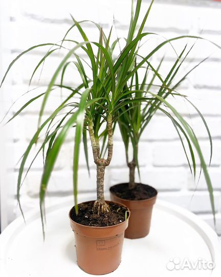 Пальма драцена
