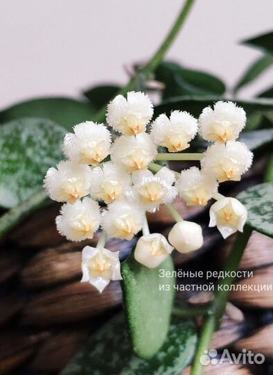 Хойя Лакуноза Эскимо