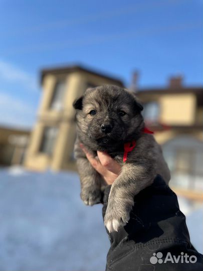 Милые пушистики