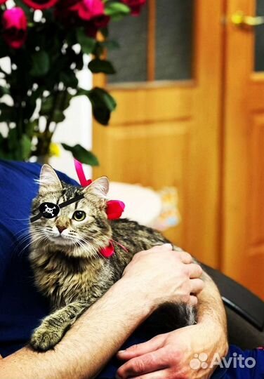 Кошечка инвалид