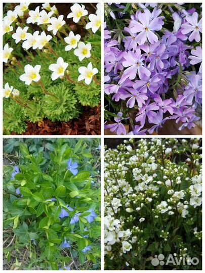 Цветы уличные многолетние №2