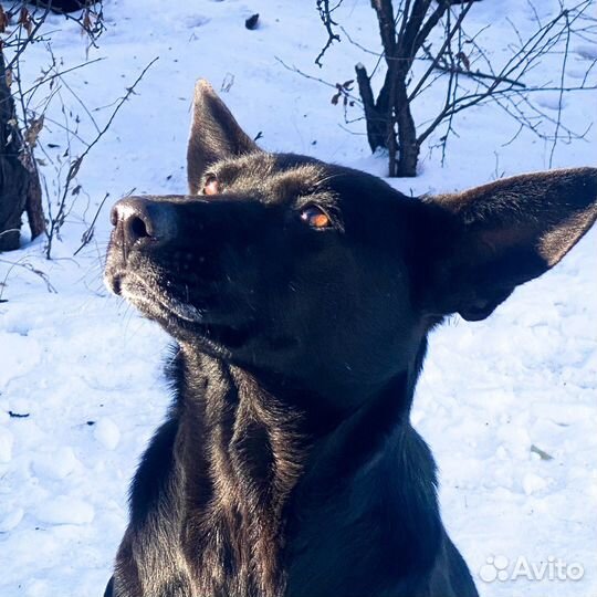 Собака черная овчарка