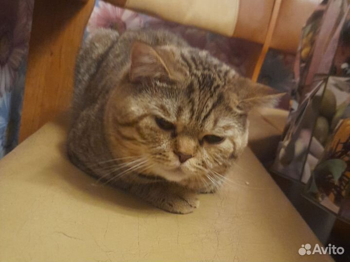 Вязка,кот Шатланский скотиш страйт, 9 месяцев