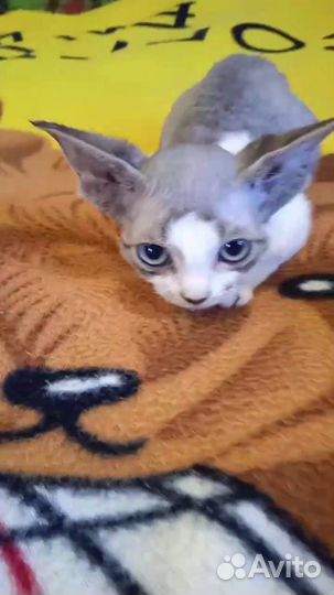 Продается очаровательная девочка Девон-рекс