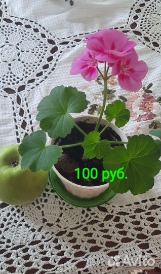 Пеларгония герань