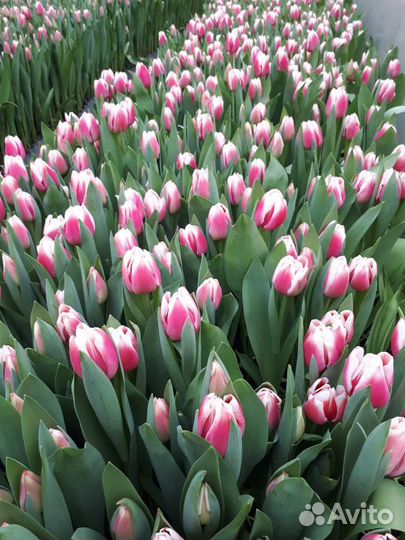 Тюльпаны бердск опт
