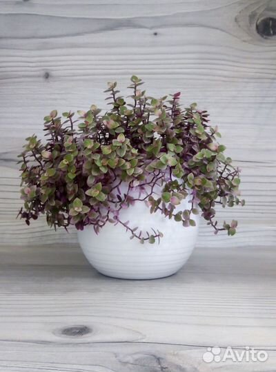 Каллизия розовая пантера