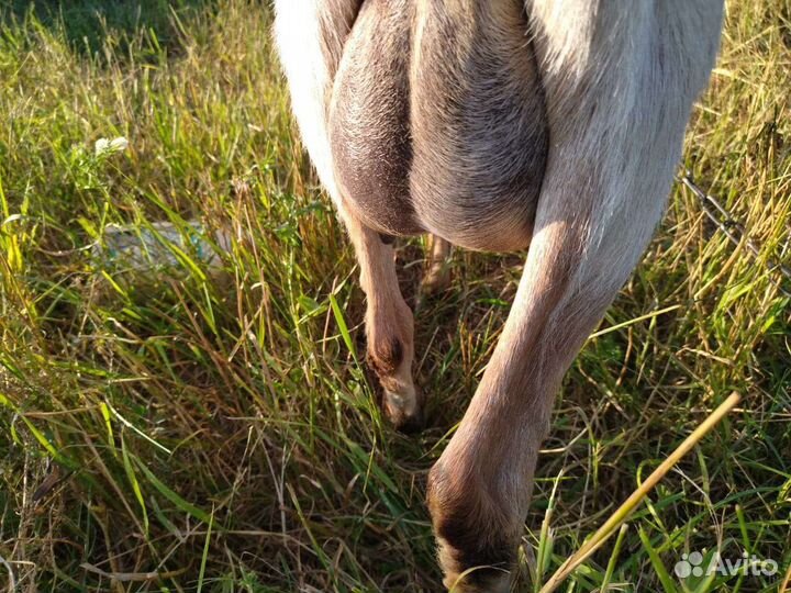 Козы на молоко