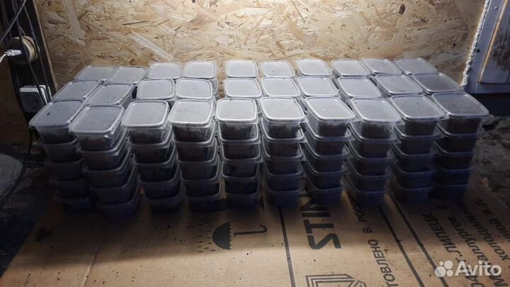 Черви для рыбалки Дендробена, Навозник, Опарыш