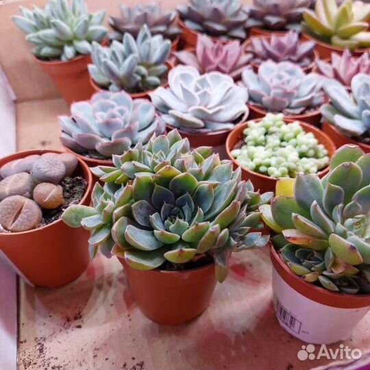 Яркие суккуленты