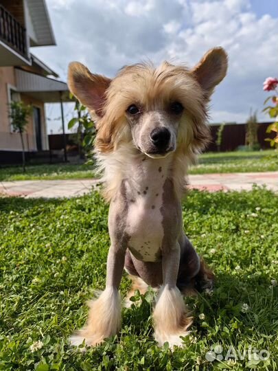 Китайская хохлатая голая