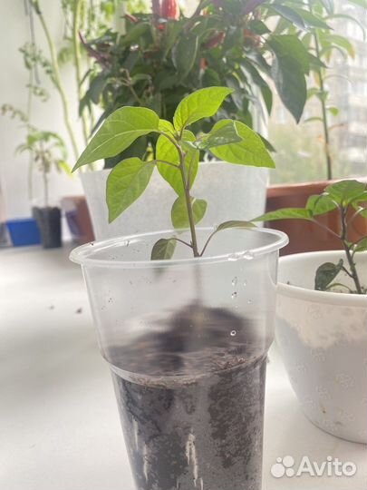 Перец декоративный жгучий