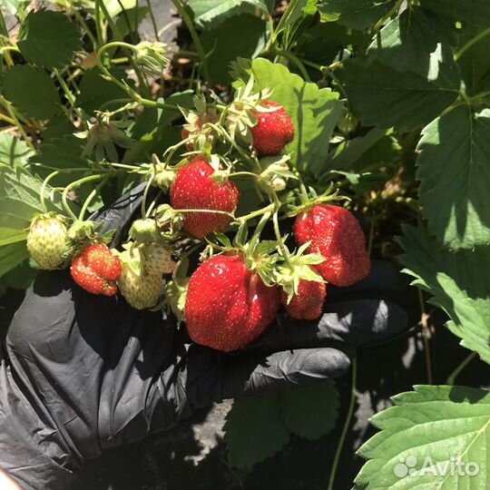 Клубника саженцы Дочь Кульвера 70р