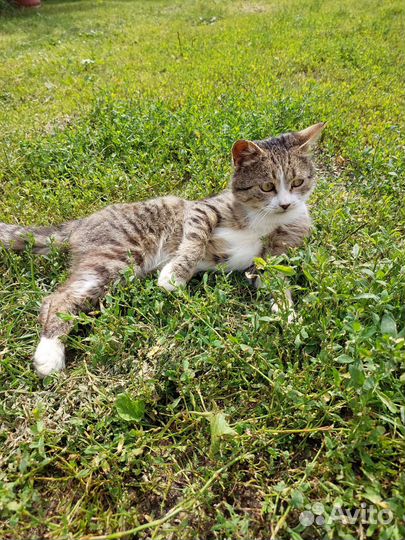 Котенок мальчик в добрые руки