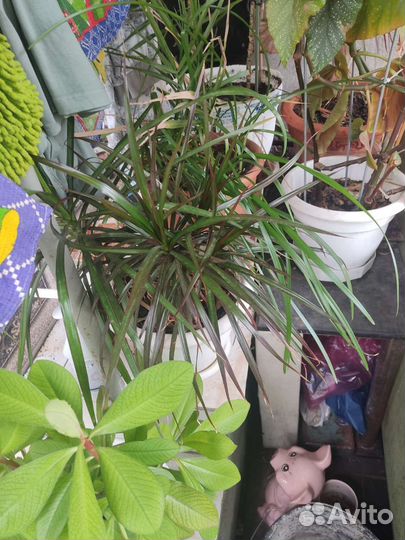 Комнатные цветы коллекция