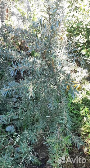 Саженцы облепихи девочки и мальчики