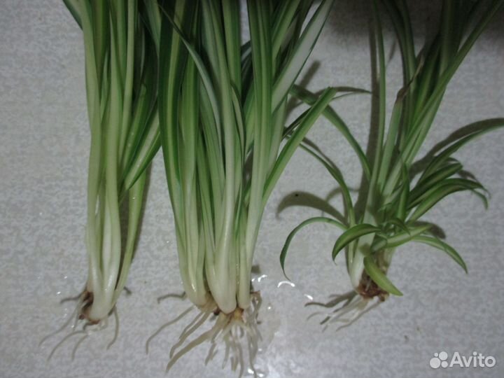 Хлорофитум