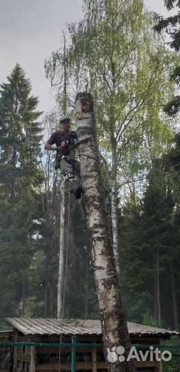 Спил и обрезка деревьев