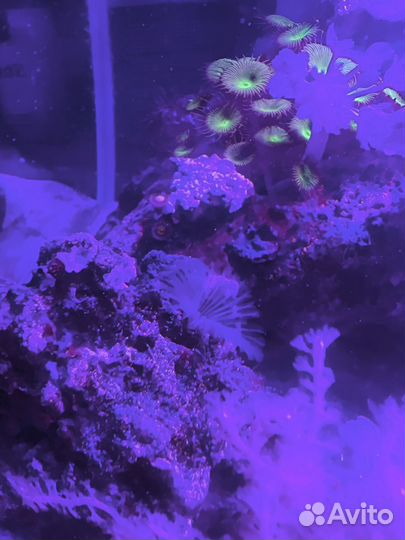 Живые камни в морской аквариум