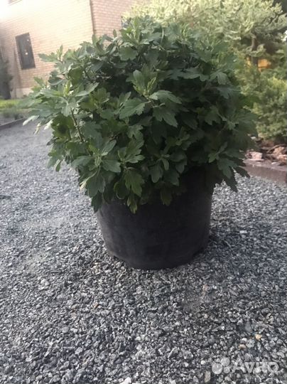 Хризантема мультифлора