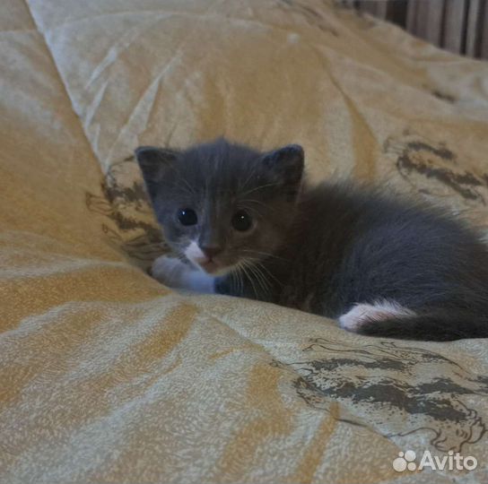 Котята помесь с голубой