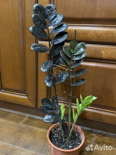 Замиокулькас Равен «Черный ворон»