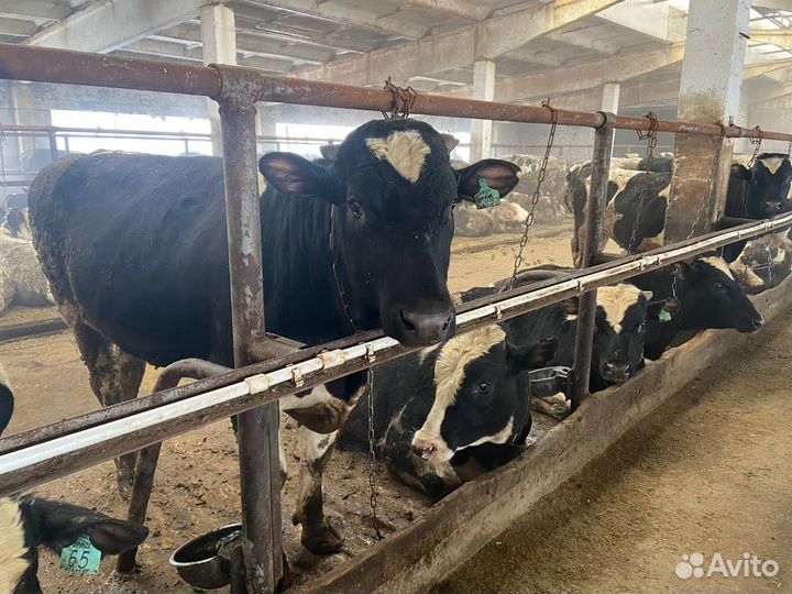 Быки живой вес. 50 голов. Телятина. Говядина
