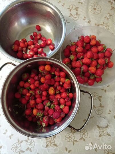 Клубника ремонтантная усы