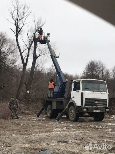 Спил деревьев. Расчистка участка с вывозом