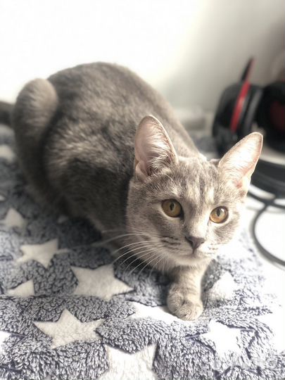 Кошка в дар