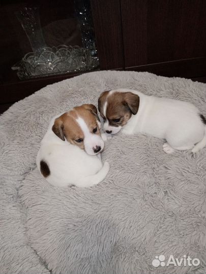 Джек Рассел терьер