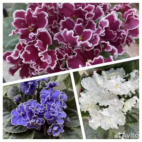 Фиалки сортовые