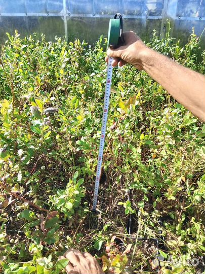 Саженцы голубики