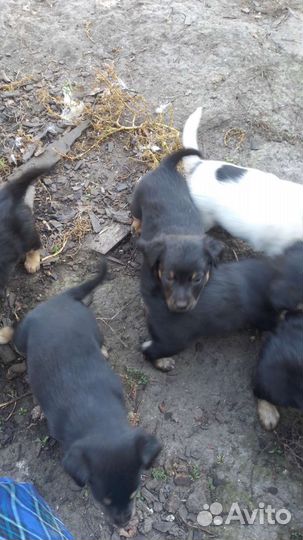 Щеночки в добрые руки