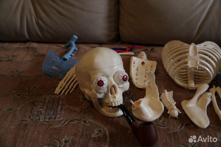 Модель скелета.В коллекцию