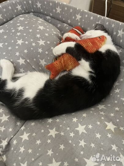 Отдам в добрые руки котенка