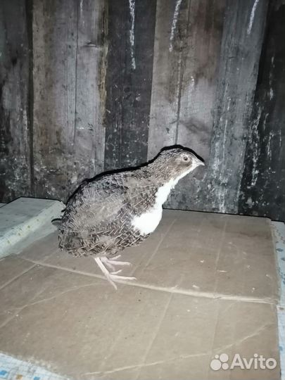 Перепела продажа